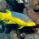 Spanish Hogfish