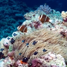 Barrier Reef Anemonefish with Corkscrew Tentacle Sea Anemone