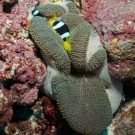 Clark\'s Anemonefish with Mertens\' Sea Anemone