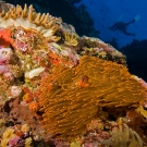 Fiji Anemonefish with Magnificent Sea Anemone