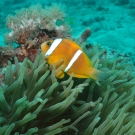 Oman Anemonefish with Magnificent Sea Anemone