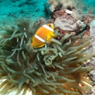 Oman Anemonefish with Magnificent Sea Anemone