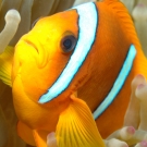 Oman Anemonefish with Bubble Anemone