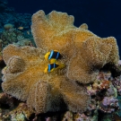 Orange-finned Anemonefish with Mertens\' Sea Anemone