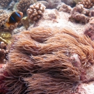 Orange-finned Anemonefish with Magnificent Sea Anemone