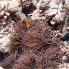 Orange-finned Anemonefish with Magnificent Sea Anemone