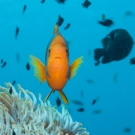 Orange-finned Anemonefish with Bubble Anemone