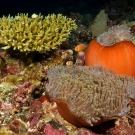 Pink Anemonefish with Magnificent Sea Anemone