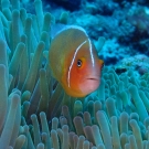 Pink Anemonefish with Magnificent Sea Anemone