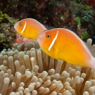 Pink Anemonefish with Magnificent Sea Anemone