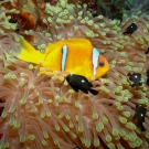 Red Sea Anemonefish with Bubble Anemone