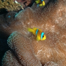 Red Sea Anemonefish with Mertens\' Sea Anemone