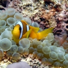 Red Sea Anemonefish with Bubble Anemone