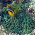 Red Sea Anemonefish with Bubble Anemone