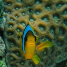 Red Sea Anemonefish