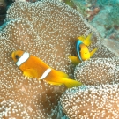 Red Sea Anemonefish with Mertens\' Sea Anemone