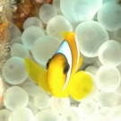Red Sea Anemonefish with Bubble Anemone