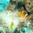 Red Sea Anemonefish with Bubble Anemone