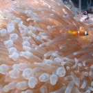 Red Sea Anemonefish with Bubble Anemone