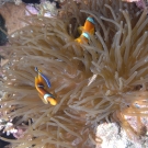 Red Sea Anemonefish with Magnificent Sea Anemone