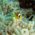 Red Sea Anemonefish with Beaded Anemone