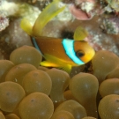 Red Sea Anemonefish with Magnificent Sea Anemone
