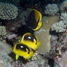 Fourspot Butterflyfish