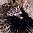 Dragon Moray with Black Longspine Sea Urchin