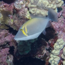 Scythe Triggerfish