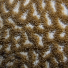 Platygyra coral