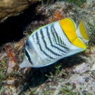 Yellowback Butterflyfish