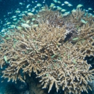 Acropora coral with Blue-Green Chromis