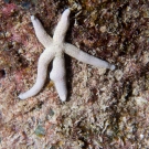 Blue Sea Star