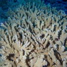 Acropora coral