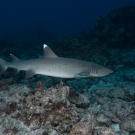 Whitetip Reef Shark