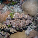 Giant Clam