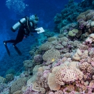 Marine Couraudon-Reale performing a transect survey.