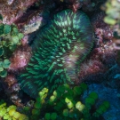 Fungia coral