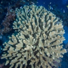 Pocillopora coral