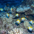 Pyramid Butterflyfish