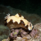 Undescribed Droid Nudibranchs