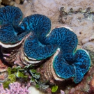 Fluted Giant Clam