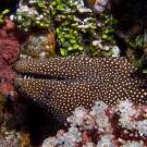 Whitemouth Moray