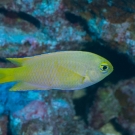 Unidentified Chromis