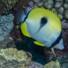 Teardrop Butterflyfish