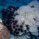 Black Longspine Sea Urchin