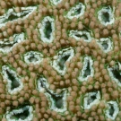 Acanthastrea coral