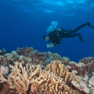 Brian Beck performing a coral survey.