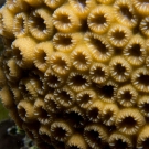 Astreopora coral