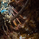 Painted Spiny Lobster